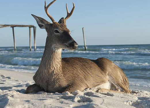 Deer on Beach