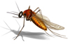 West Nile Virus in Escambia County, FL