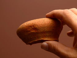 Tom Garner holding a neck sherd of early style Spanish olive jar he originally spotted on the surface of the site, diagnostic to the 16th century.