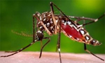 Zika Virus in Santa Rosa County