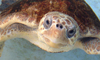 Gulfarium Turtle Release