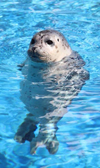Gulfarium Baby Seal
